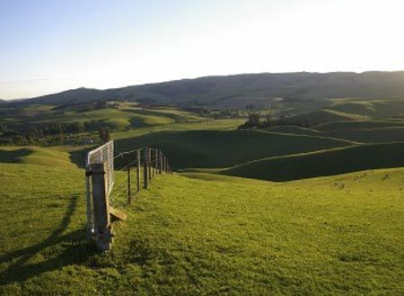 New Zealand wool pasture