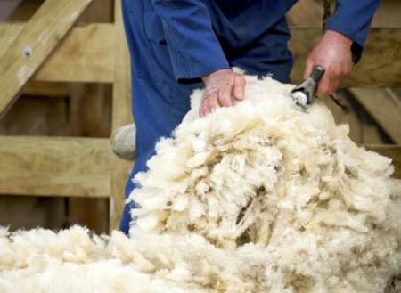 New Zealand Wool sheep shearing